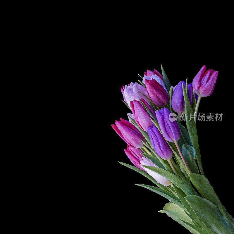 蓝色紫罗兰红色粉红色年轻新鲜的郁金香花束，复古绘画风格fine art静物宏观，黑色背景